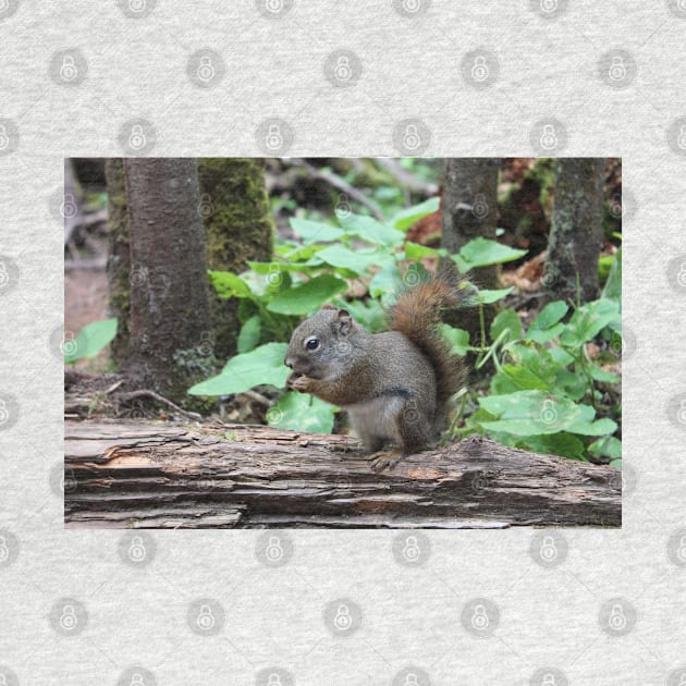 Cute Single squirrel eating nuts in a forest by Danielleroyer